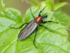Bibio anglicus